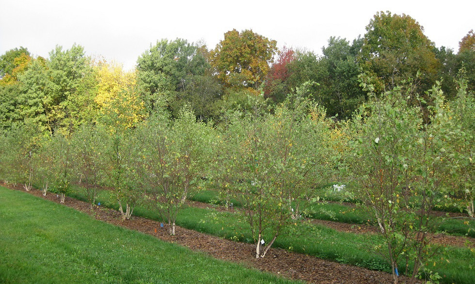 Fertilizing Trees and Shrubs [fact sheet] Extension